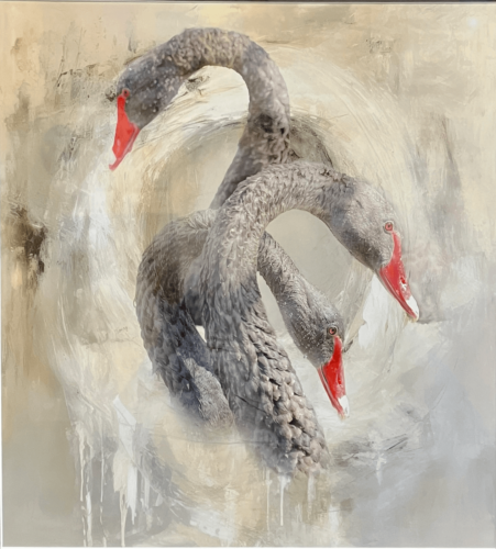 BOS Jun'24 - Black Swans by Mary Brenda McQueen