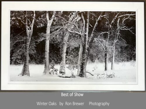 BOS Jul'24 - Winter Oaks by Ron Brewer, photography